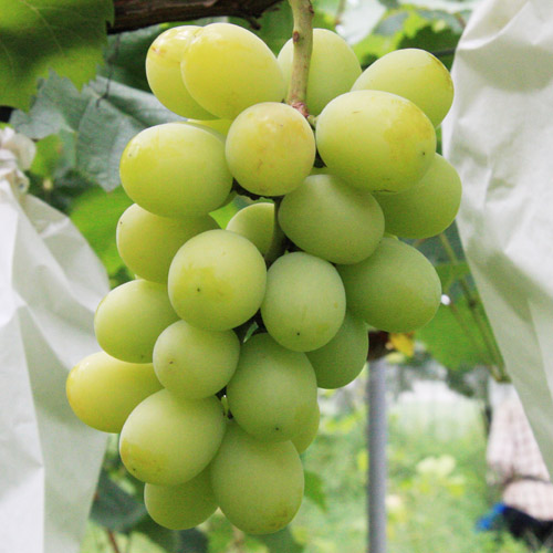 りていファームオンラインショップ / シャインマスカット&巨峰ミックス