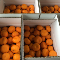 みかん 小玉 10kg 約140個入 果物 甘い ミカン 2s 訳ありではない 甘さと酸味のおいしさが凝縮 小玉みかん 10kg「5kg×2箱」訳あり